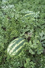 Watermelons on a field
