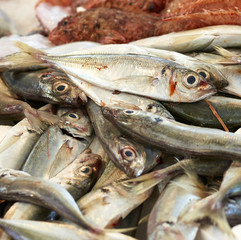 fresh mackerel