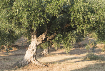 Olive trees in plantation