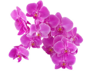 Naklejka na ściany i meble Orchid flowers.