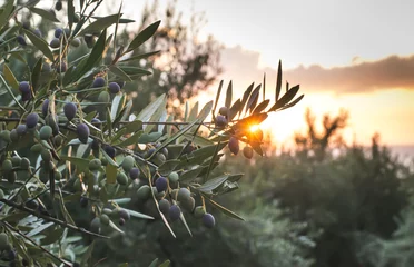 Poster Im Rahmen Olivenbäume bei Sonnenuntergang © Deyan Georgiev