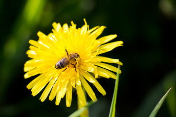 Blooming dandelion flower with bee