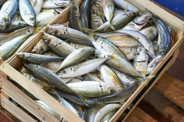 Obraz premium fresh mackerel