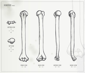 Humerus