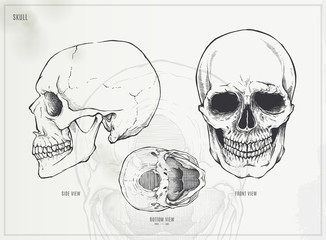 Skull