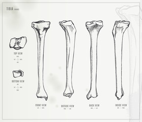 Tibia