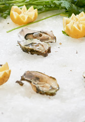 delicious oysters at market