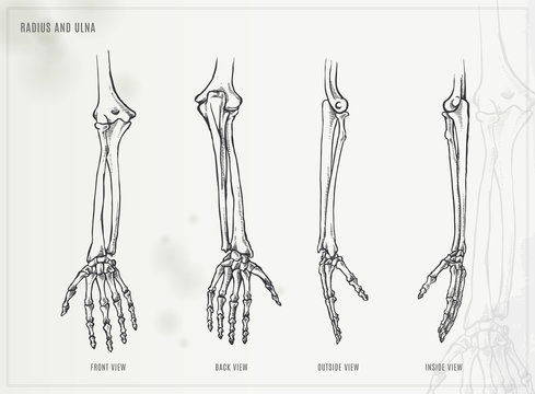 Ulna, radius and hand bones