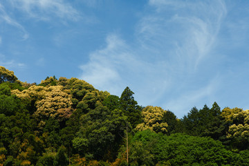 Green Japanese forest and blue sky
