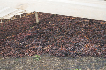 Drying grapes for raisins