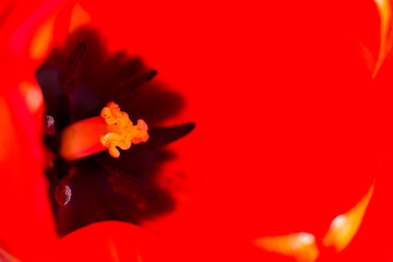 Inside of a tulip