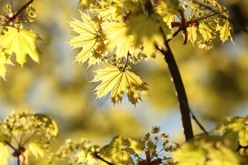Spring maple leaves in the morning