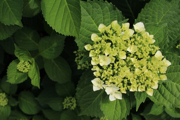 Hydrangea began coloring