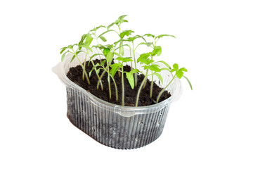 Seedlings of tomatoes in the box. Isolated object.