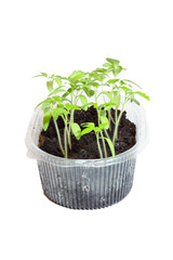 Seedlings of tomatoes in the box. Isolated object.