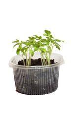 Seedlings of tomatoes in the box. Isolated object.