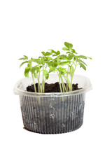 Seedlings of tomatoes in the box. Isolated object.