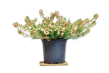Erica in the pot. Common names 