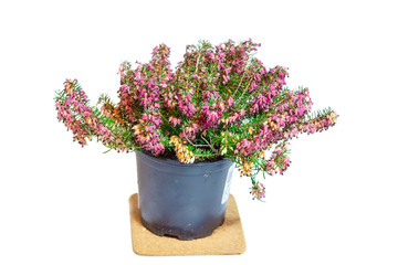 Erica in the pot. Common names 