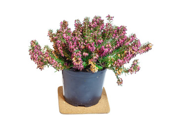 Erica in the pot. Common names 