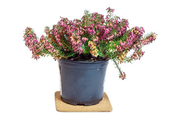Erica in the pot. Common names 