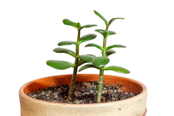 Crassula ovata (jade plant, lucky plant, money tree)