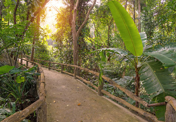 Wooden bridge pathway in the forest at national park
