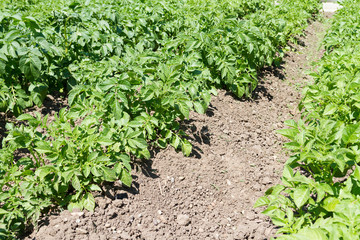 Fototapeta na wymiar выращивания картофеля в частном са