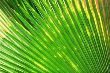 Exotic palm leaf, closeup