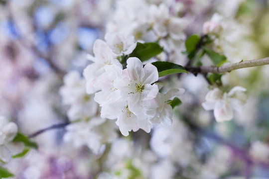 apple blossom branch with white flowers against beautiful bokeh background, lovely landscape of nature, selective focus