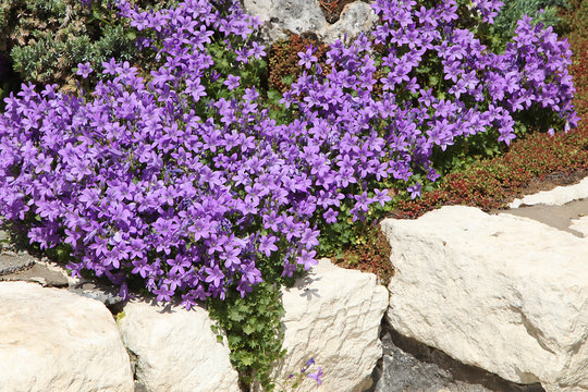 Campanule muralis
