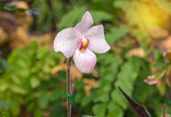 lady's slipper orchid (Paphiopedilum Callosum)
