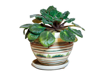 Violet  flower in the pot.  Isolated object.  White background