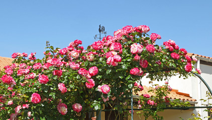 Rosier grimpant rose sur une tonnelle