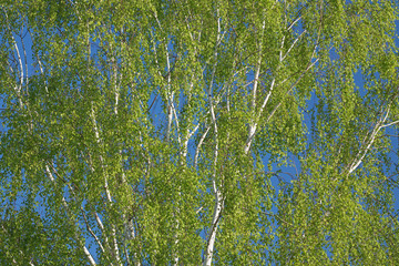 birch tree