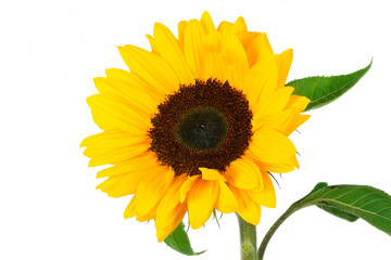Obraz premium sunflower