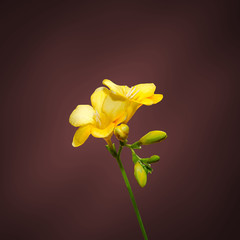 Yellow freesia flower, gradient background.