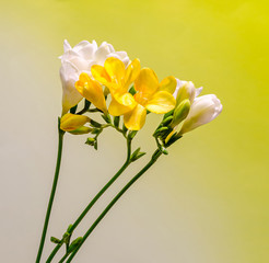 Yellow and white freesia flowers, gradient background.