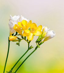 Yellow and white freesia flowers, gradient background.