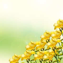 Yellow freesia flowers, gradient background.