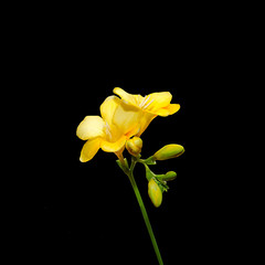 Naklejka na ściany i meble Yellow freesia flowers, black background.