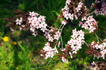 Blooming tree twigs with pink flowers in spring