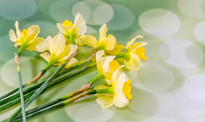 Fototapeta na wymiar Yellow daffodils flowers, floral arrangement