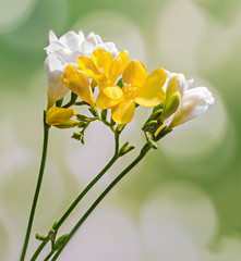 Yellow and white freesia flowers, gradient background.