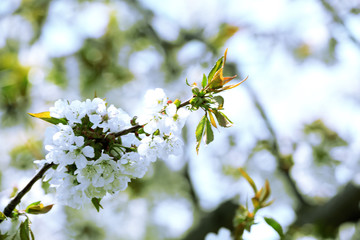 Spring blossom