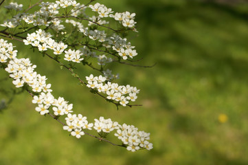 Gray Grefsheim, Spiraea cinerea Zabel, blossoming Spirey, Spirea