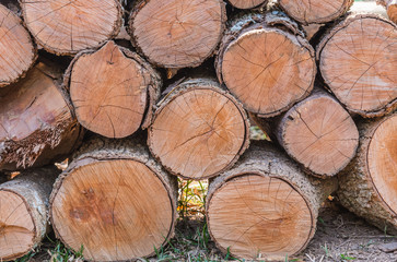 Firewood stacked up in a pile for kindle