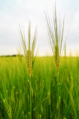 ears of barley in the field
