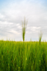 ears of barley in the field