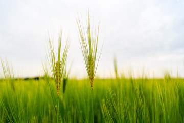 ears of barley in the field